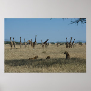 Giraffes and Lions Poster
