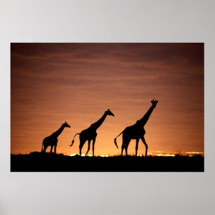 Giraffes at Sunset Poster