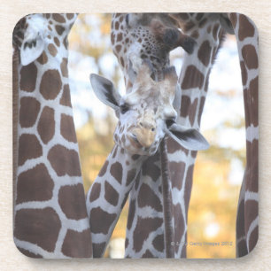 Giraffes at Tama Zoo, Tama Zoo, Tokyo Coaster