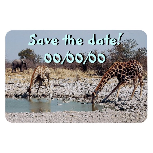 Giraffes at the Watering Hole Magnet (Horizontal)
