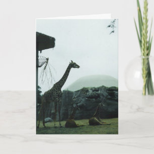 "Giraffes" Birthday Card