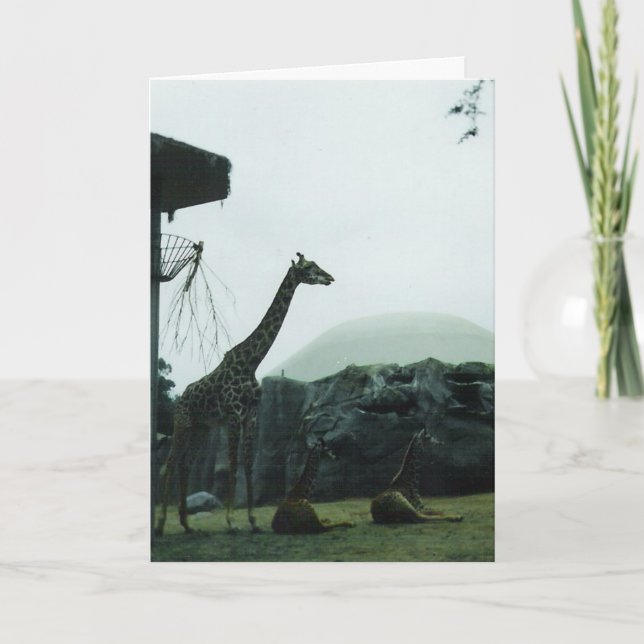 "Giraffes" Birthday Card (Front)