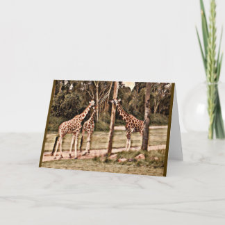 Giraffes Card