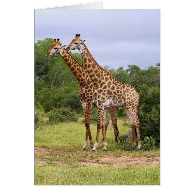 Giraffes Card (Front)