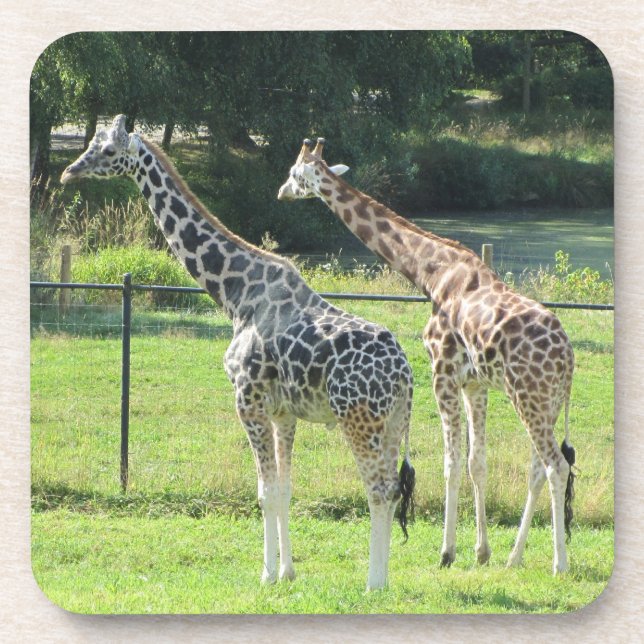 Giraffes Coaster (Front)