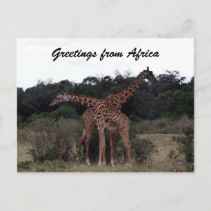 giraffes cross greetings postcard