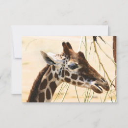 Giraffes Far and Near Thank You Card