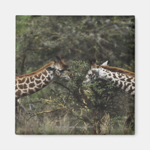 Giraffes Feeding On Acacia Branch, Africa Magnet