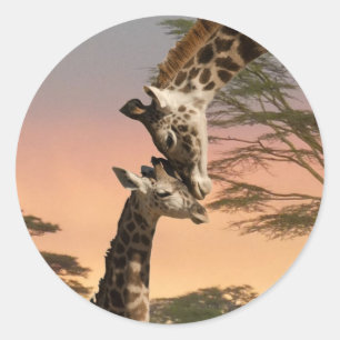 Giraffes Greeting Each Other Classic Round Sticker