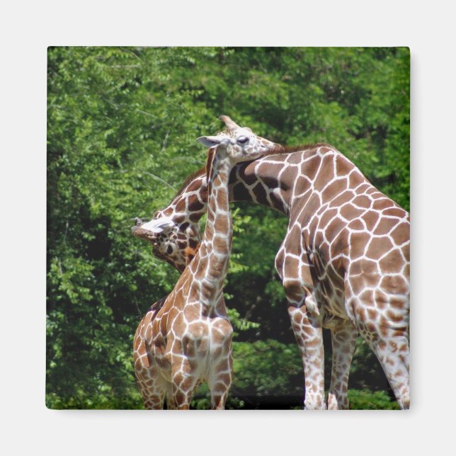 giraffes hugging magnet (Front)