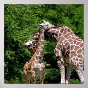 Giraffes Hugging Poster
