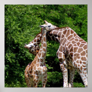 Giraffes Hugging Poster