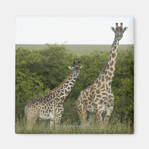 Giraffes in Kenya, Africa 2 Magnet