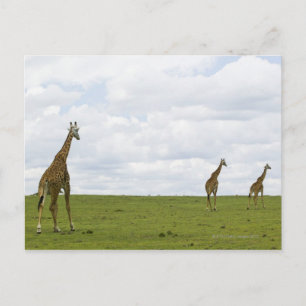 Giraffes in Kenya, Africa Postcard