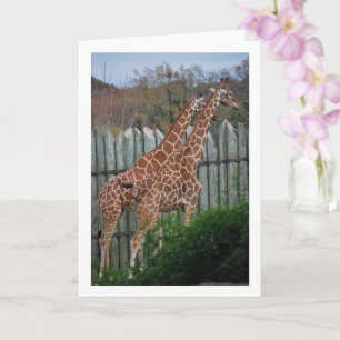 Giraffes in Park Card