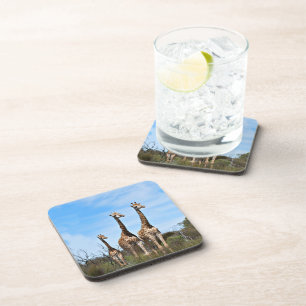 Giraffes in Quiet Grassland Glow Coaster