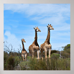 Giraffes in Skyward Stillness Poster