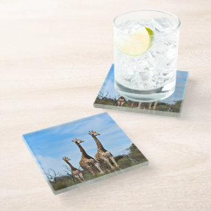 Giraffes in Soft Golden Light Glass Coaster