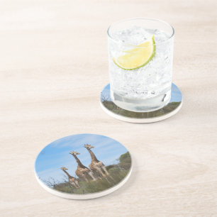 Giraffes in Warm Horizon View Coaster