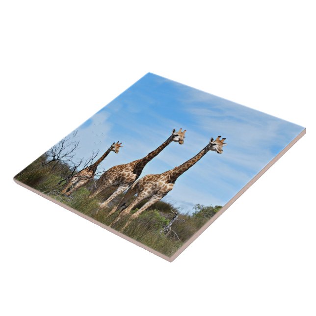 Giraffes in Warm Open Plains Ceramic Tile (Side)