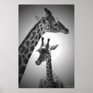 giraffes, mother and child poster