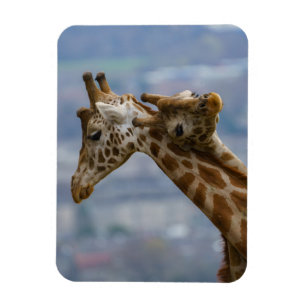 Giraffes Neck and Neck Magnet