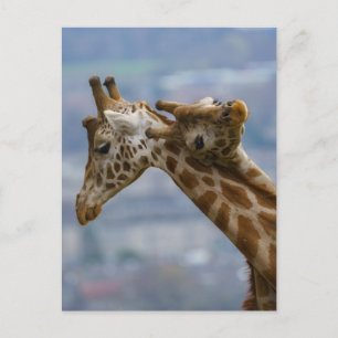 Giraffe's neck bashing postcard