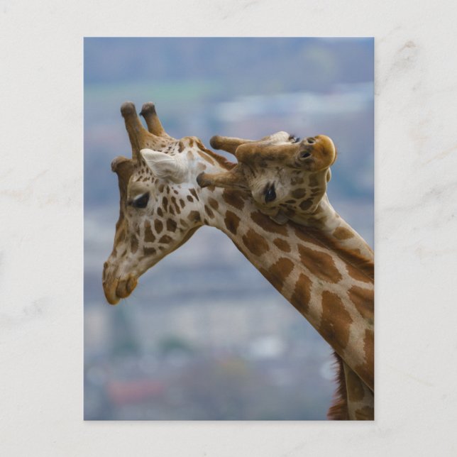 Giraffe's neck bashing postcard (Front)