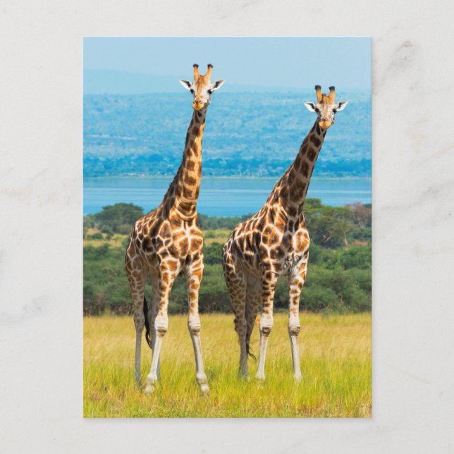Giraffes on the Savanna, Uganda Postcard (Front)