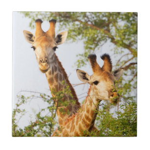 Giraffes Peeking Above Vegetation Ceramic Tile