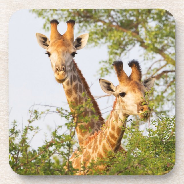 Giraffes Peeking Above Vegetation Coaster (Front)
