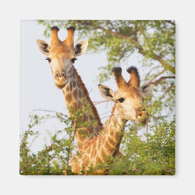 Giraffes Peeking Above Vegetation Magnet (Front)