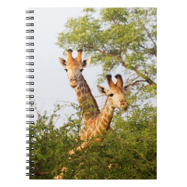 Giraffes Peeking Above Vegetation Notebook (Front)