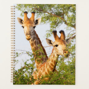 Giraffes Peeking Above Vegetation Planner
