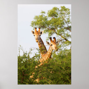Giraffes Peeking Above Vegetation Poster