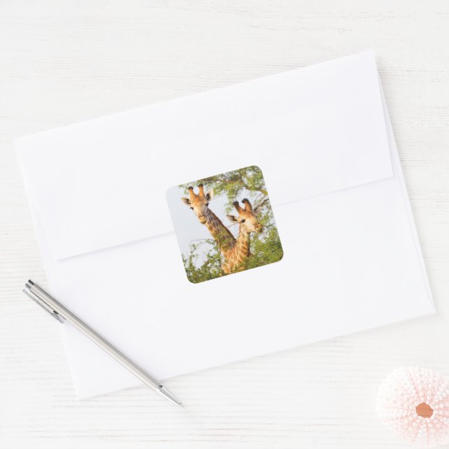 Giraffes Peeking Above Vegetation Square Sticker (Envelope)