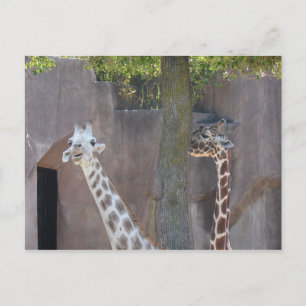 Giraffes Postcard