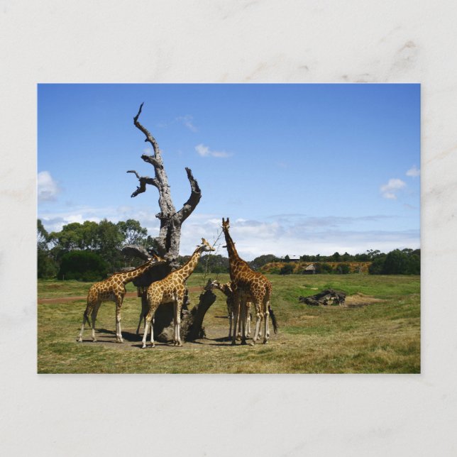 Giraffes Postcard (Front)