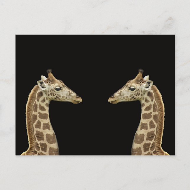 Giraffes Postcard (Front)