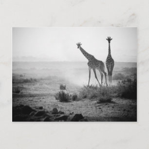 Giraffes Postcard