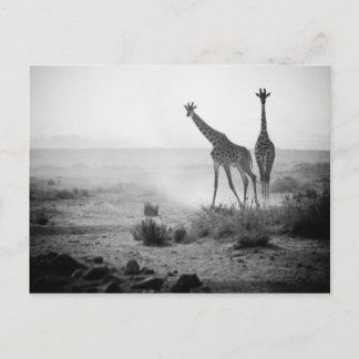 Giraffes Postcard