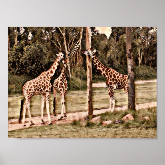 Giraffes Poster (Front)