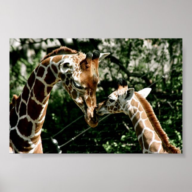 Giraffes Poster (Front)