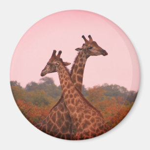 Giraffes standing in mopani trees with pink sky magnet