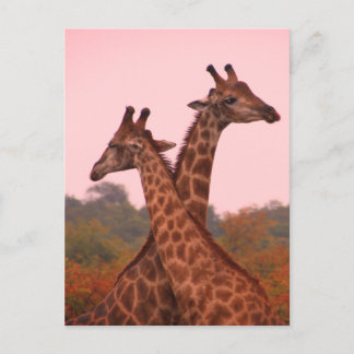 Giraffes standing in mopani trees with pink sky postcard