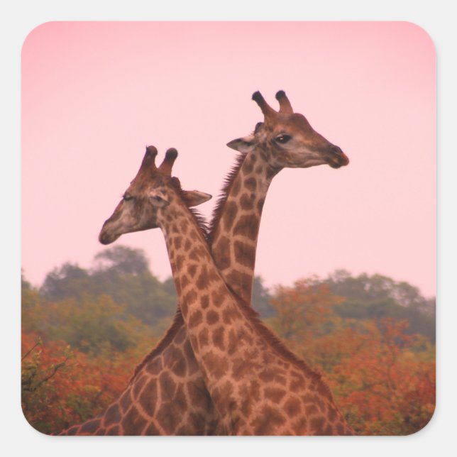 Giraffes standing in mopani trees with pink sky square sticker (Front)