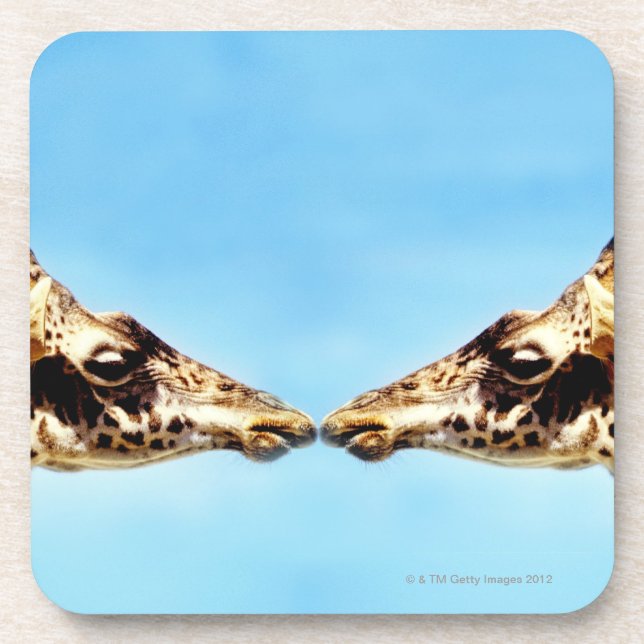 Giraffes touching noses coaster (Front)