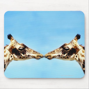 Giraffes touching noses mouse pad