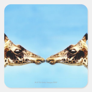 Giraffes touching noses square sticker