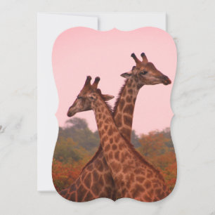 Giraffes with a pink sky card